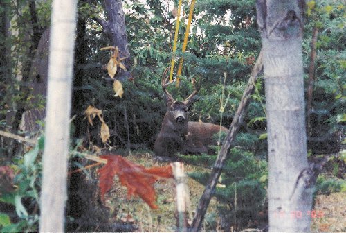 Deer taken with Digital Camera 2003