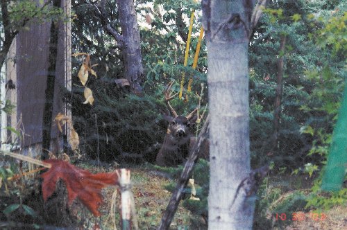 Deer taken with Digital Camera 2003