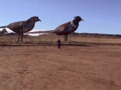 Big Pheasants on enchanted highway ND