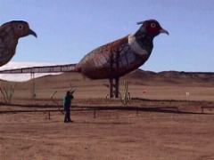 Shooting Big Bird.