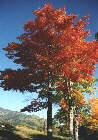 Fall Colors1