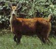 5pres4pic.jpg (4885 bytes)