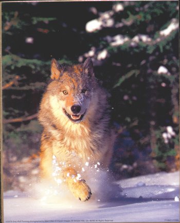wolf picture