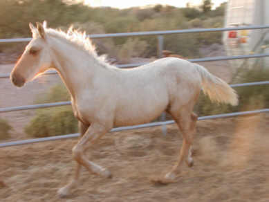 Sonny Trotting  -  October 20, 2002
