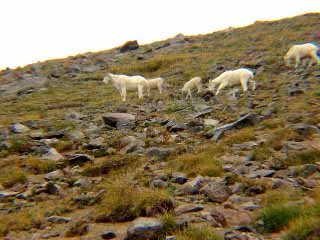 mtn goats
