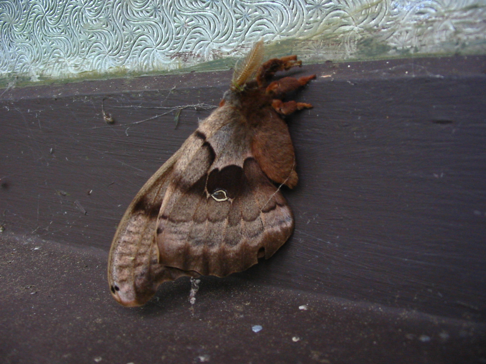 moth