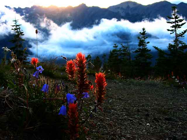 paintbrush