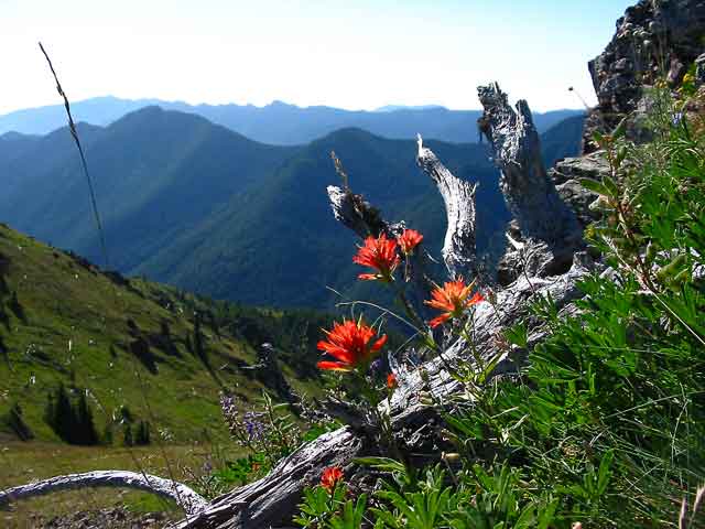paintbrush