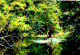 [Photo: Pararaha Stream]