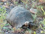 A large toirtoise which was found while making our way down from the top of a nearby mountain. 