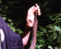 3 foot Northern Watersnake caught by Mike Satiler and ALex Davis