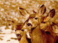 Freds Deer