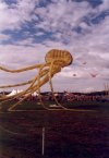 octopus