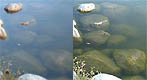Cottonwood Lake, Hellyer Park