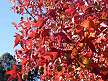 Sweetgum tree at Vasona Lake County Park