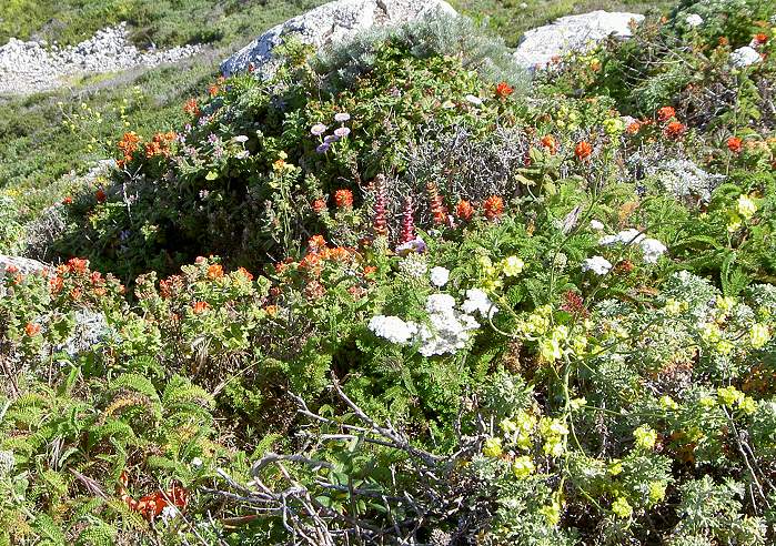 Big Sur Flowers