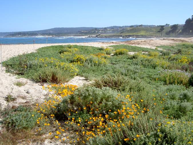 Carmel Beach