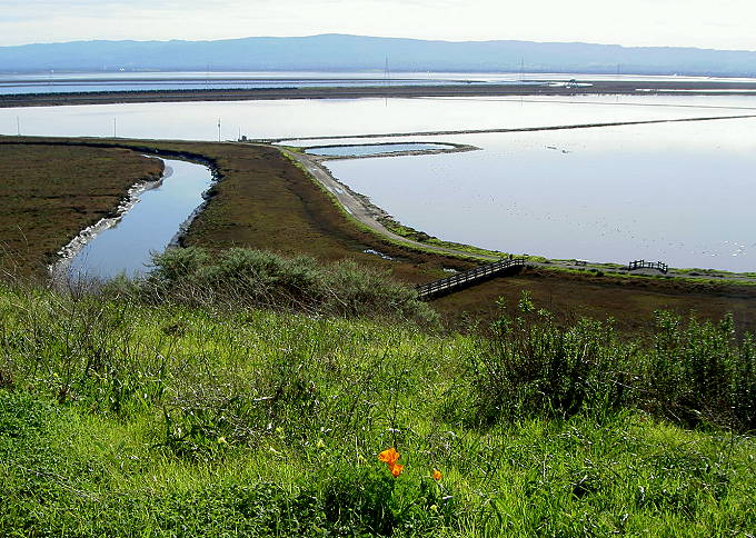 Salt Ponds and Bay from DESFBNWR