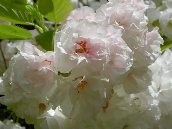 Cherry blossoms, Edenvale Gardens Park, San Jose