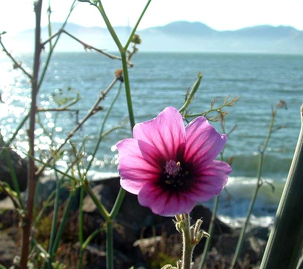 Flower and the Golden Gate Bridge