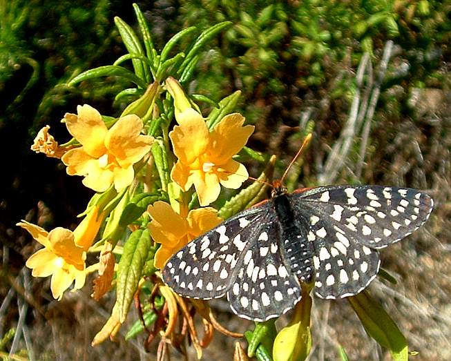 Checkerspot butterfly on sticky monkey flower