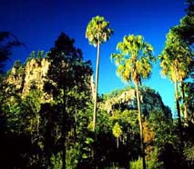 Carnarvon Gorge