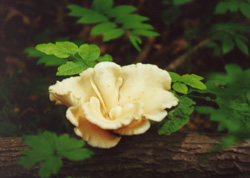 Artistically shaped fungus