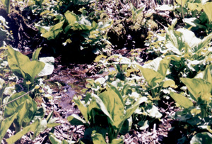 Marsh Marigold and Skunk Cabbage
