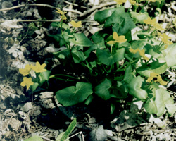 Marsh Marigold
