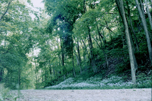 Trail in May