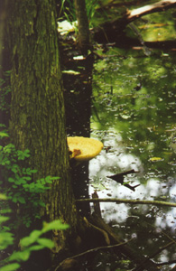 Shelf Fungus in a Swamp