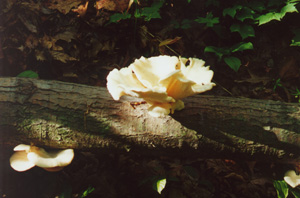 Another artistically shaped fungus