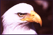 Eagle Profile