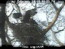 Live Eagle Cam