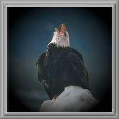 Eagle With Head Back