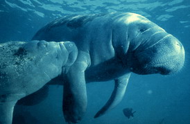 Trichechus manatus