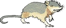 Haitian Solenodon