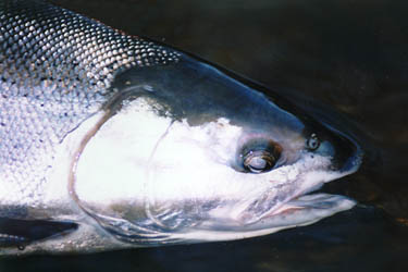 steelie_head5.jpg 21Kb