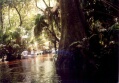 On an 8 mile canoe trip at juniper springs