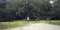 Fairchild oak this tree is over 2000 yrs old