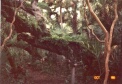 It's a jungle out there!