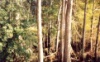 A swamp near lake ashby