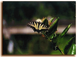 Butterfly at Zoo