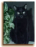 Loki