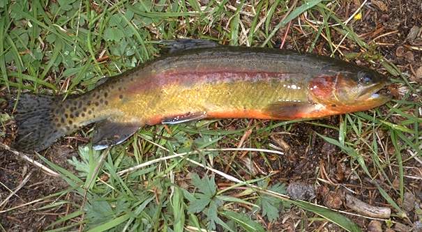 California Golden Trout