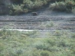 Grizzly Bear