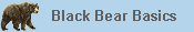 Information About Black Bears