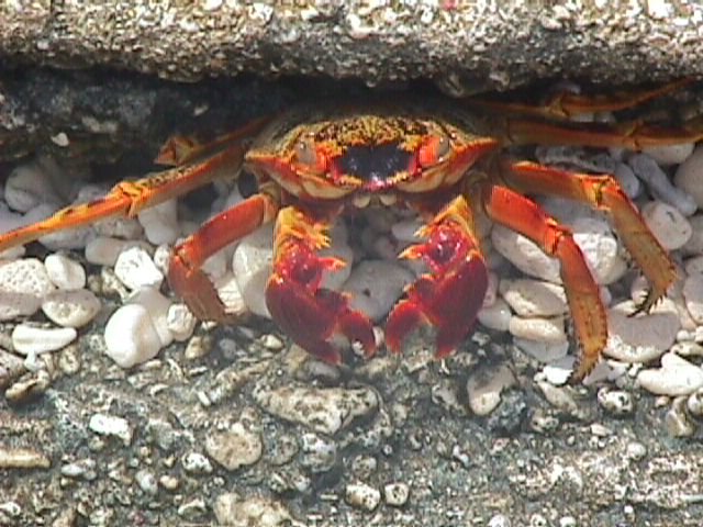 crab.jpg (81014 bytes)