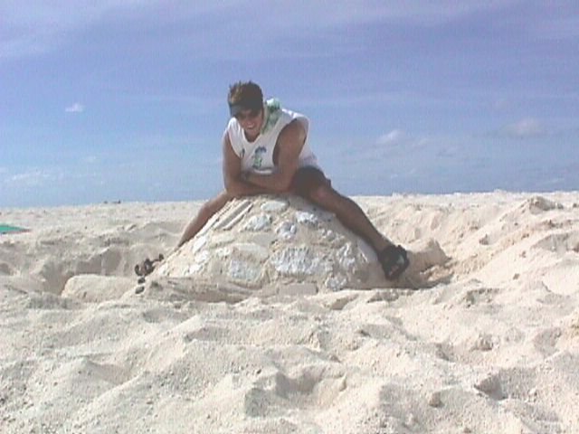 turt.jpg (52371 bytes)