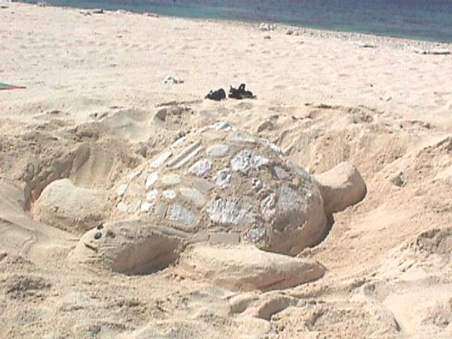 turt2.jpg (72204 bytes)